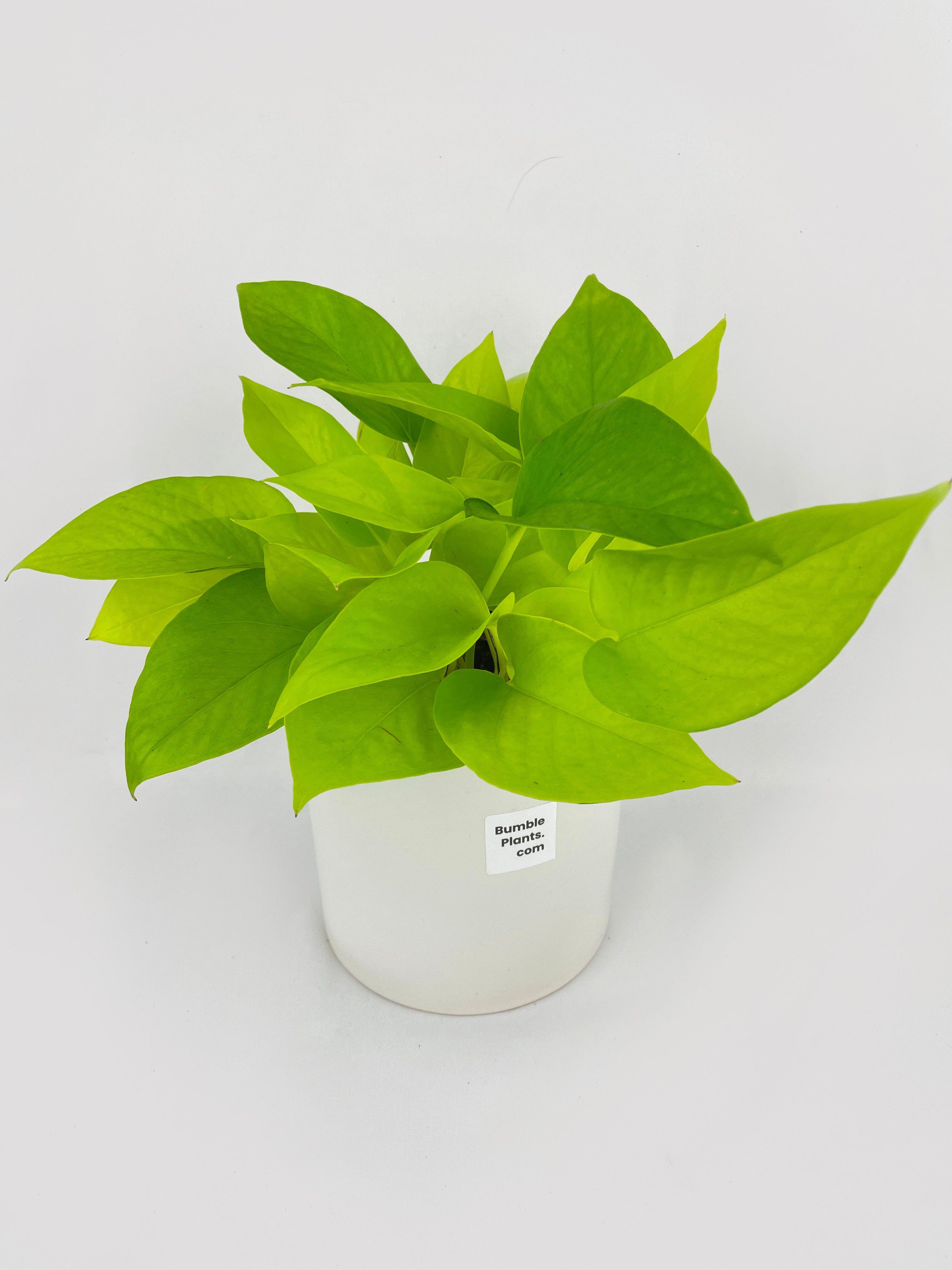 Neon Lemon Lime Pothos - Bumble Plants