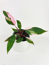 Philodendron Pink Princess - Bumble Plants