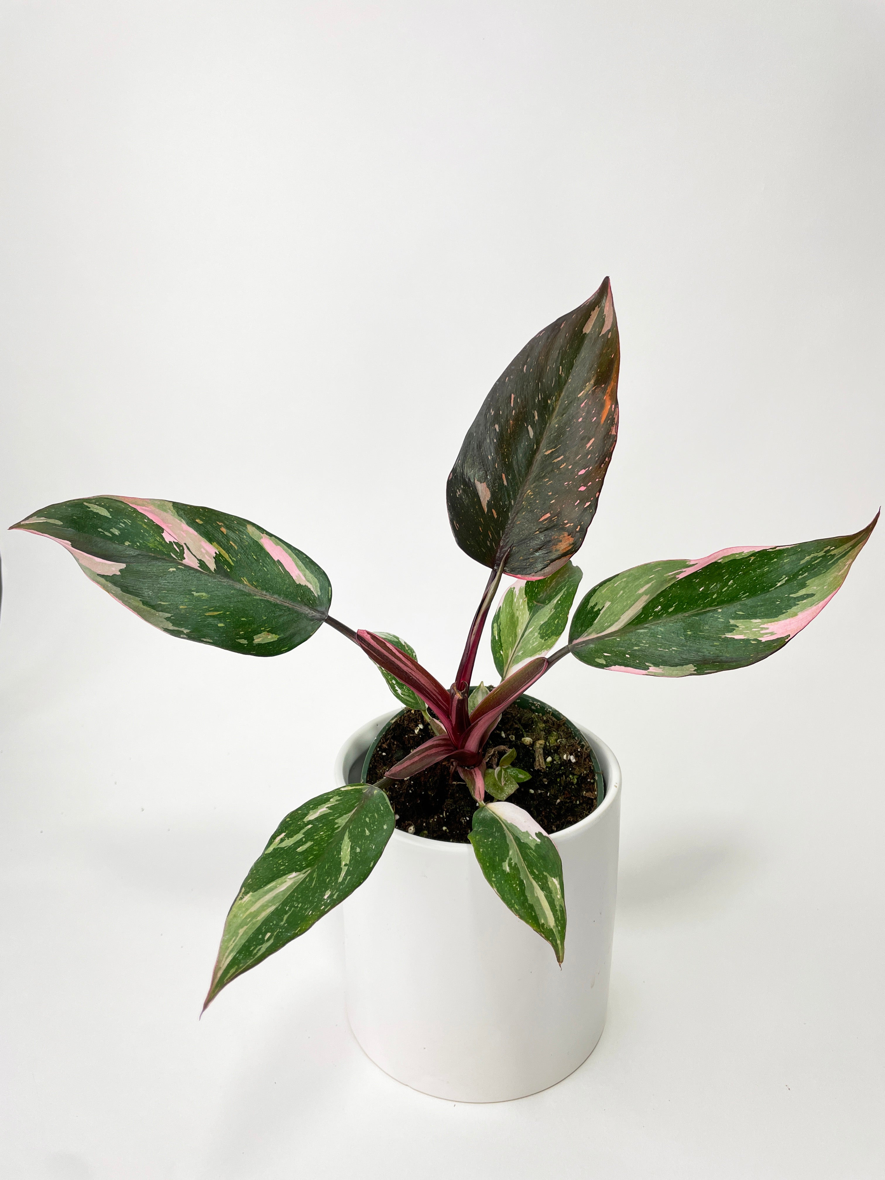 Philodendron Pink Princess - Bumble Plants