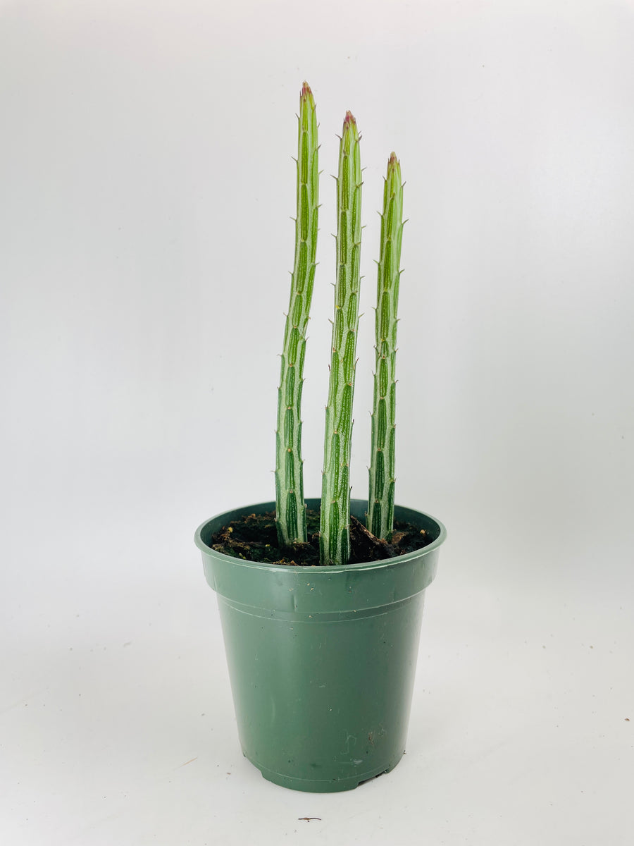 Senecio Stapeliiformis "Candy Cane" PIckle Succulent - Bumble Plants