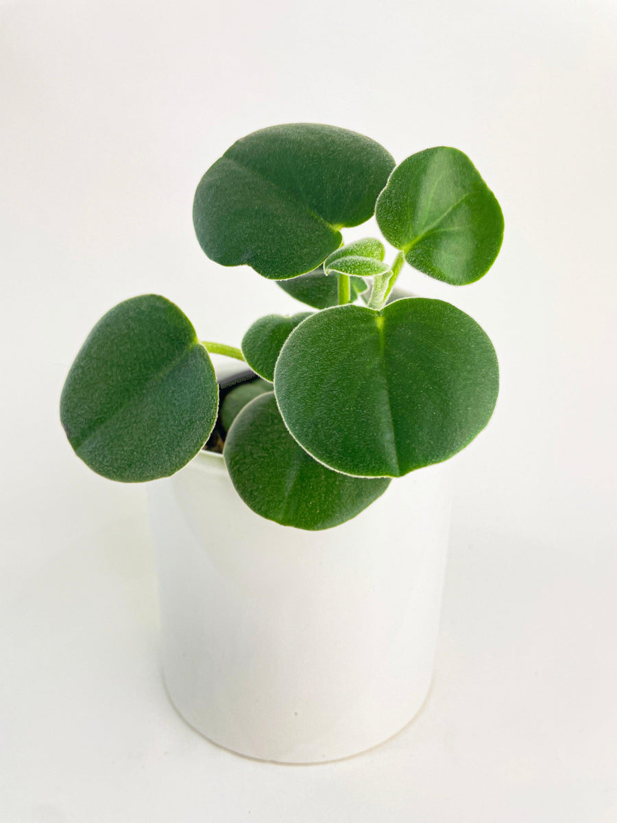 Peperomia Incana Fuzzy 'Felted Pepperface' - Bumble Plants