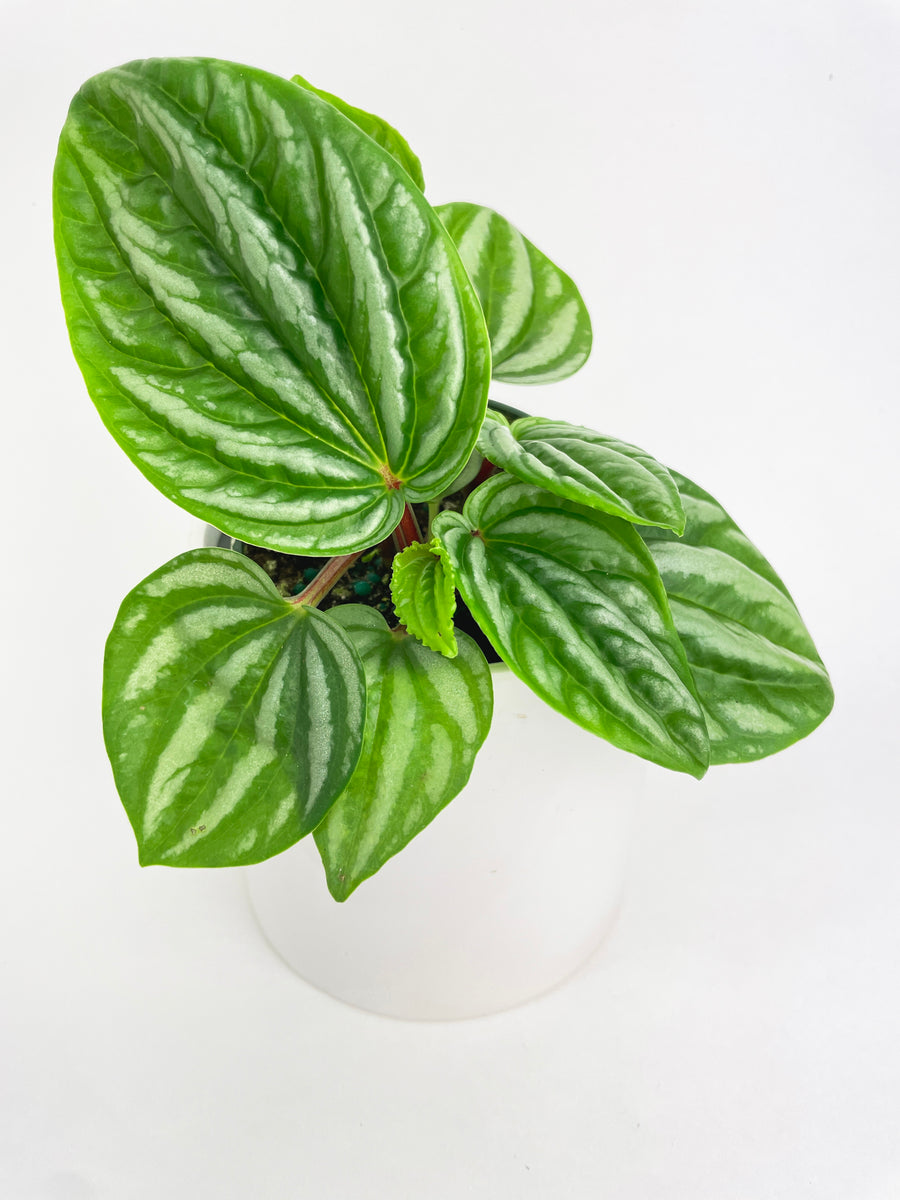 Peperomia Sp. Ecuador - Bumble Plants