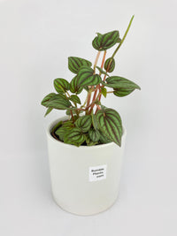 Peperomia Piccolo Banda - Bumble Plants