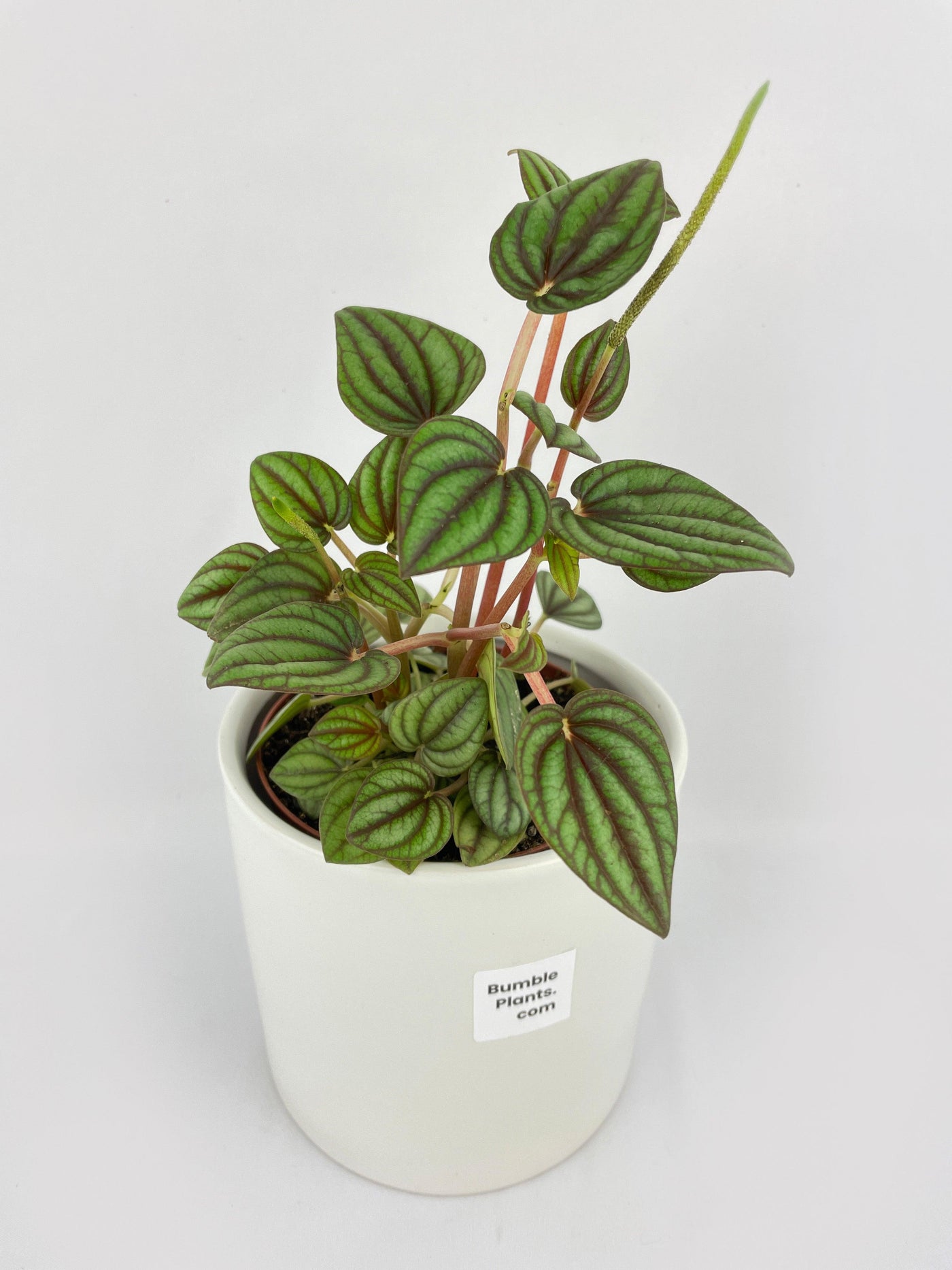 Peperomia Piccolo Banda - Bumble Plants