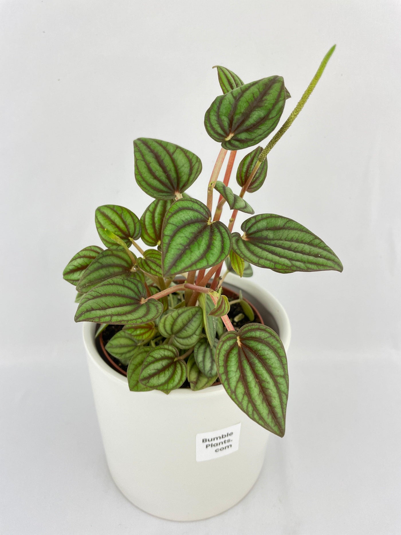 Peperomia Piccolo Banda - Bumble Plants