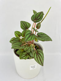 Peperomia Piccolo Banda - Bumble Plants