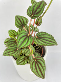 Peperomia Piccolo Banda - Bumble Plants