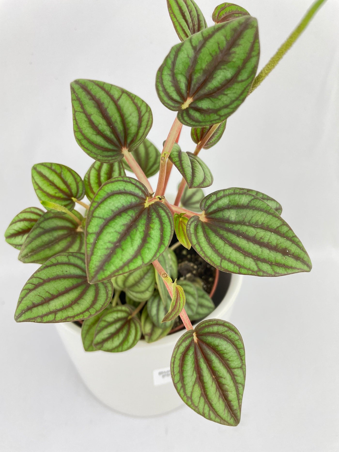 Peperomia Piccolo Banda - Bumble Plants