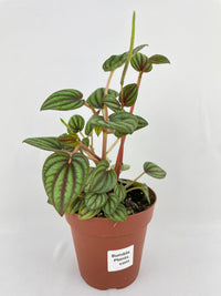 Peperomia Piccolo Banda - Bumble Plants