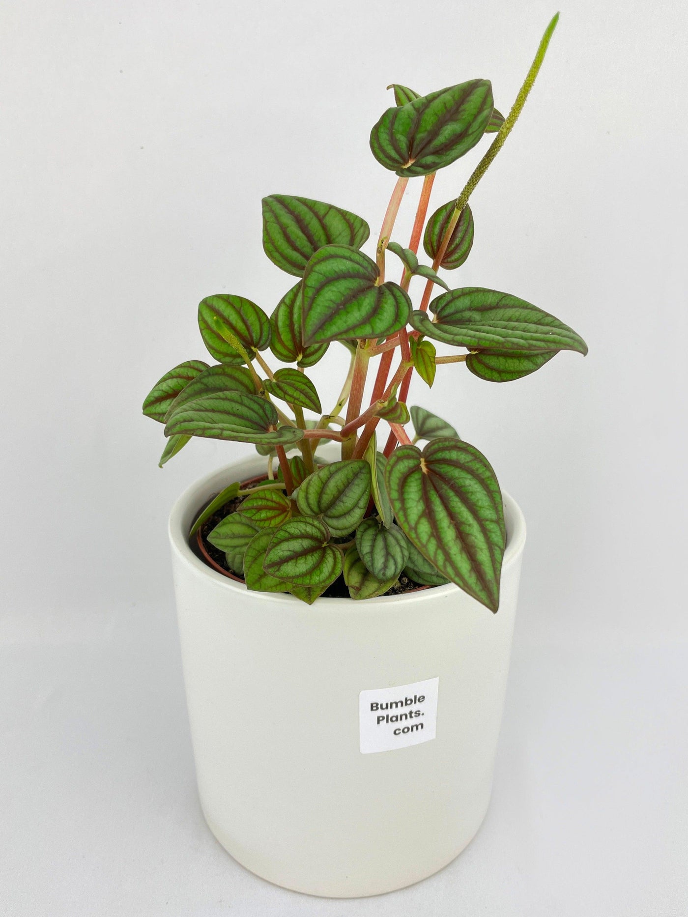 Peperomia Piccolo Banda - Bumble Plants