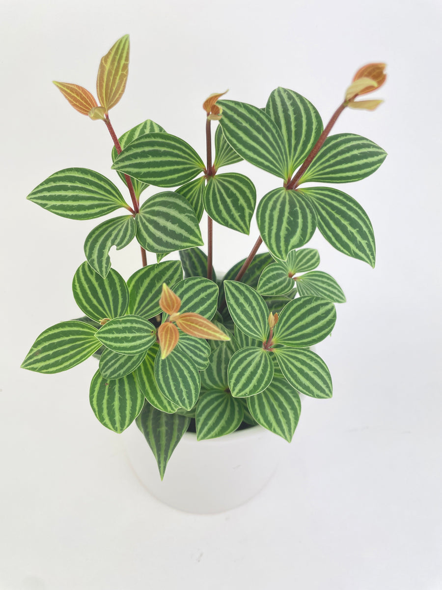 Peperomia Puteolata 'Tetragona' - Bumble Plants