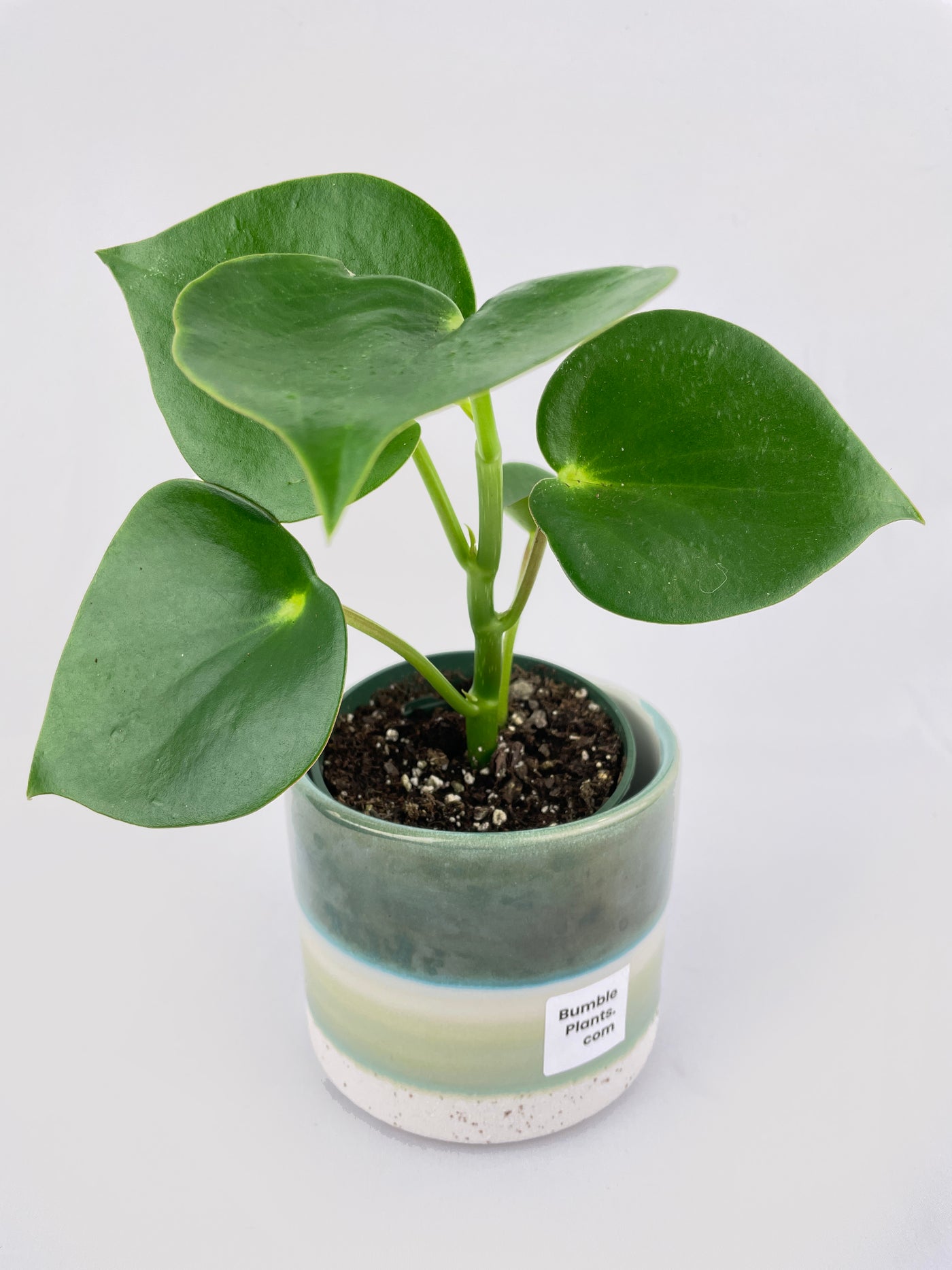 Peperomia Polybotrya Raindrop - Bumble Plants