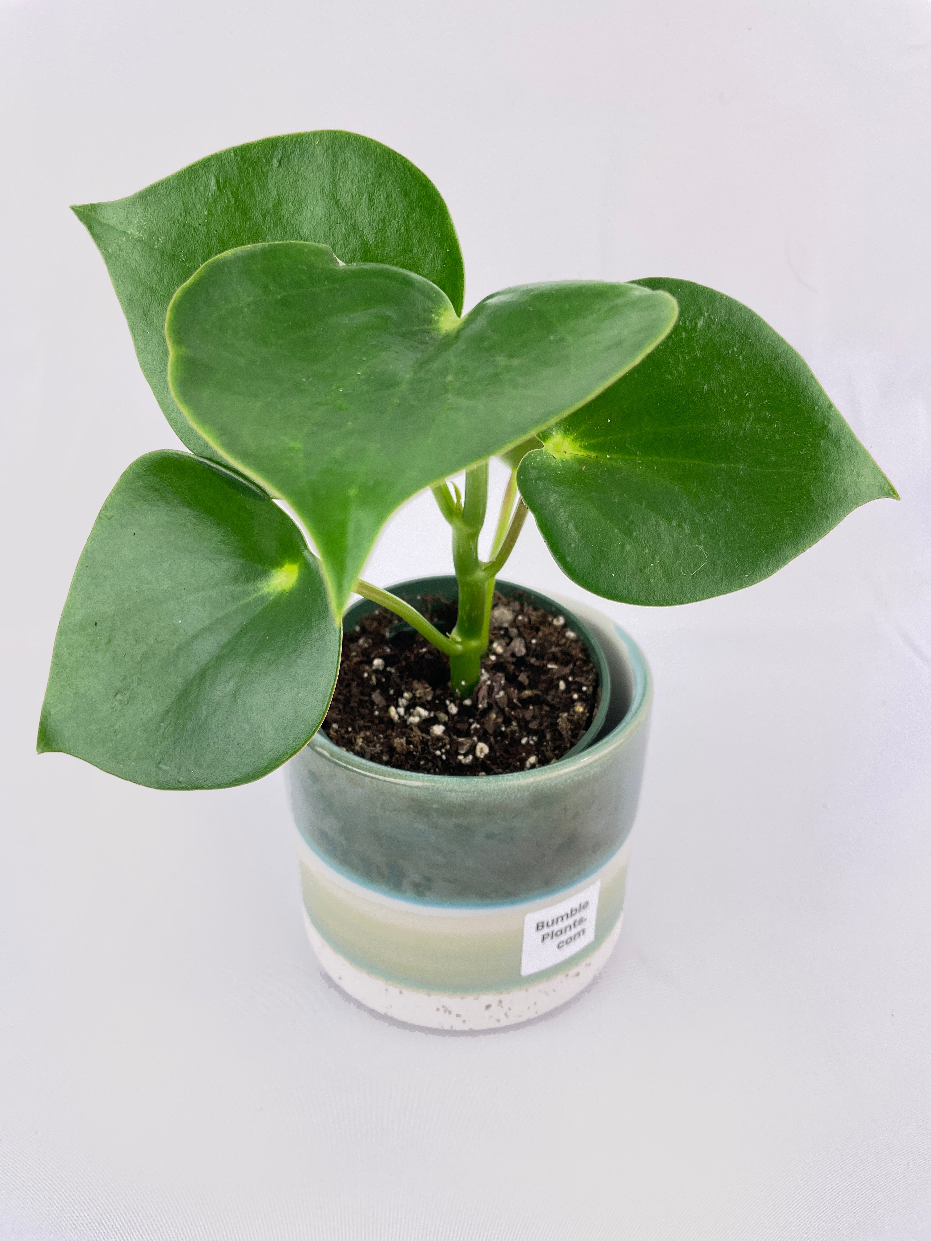 Peperomia Polybotrya Raindrop - Bumble Plants