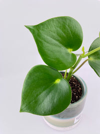 Peperomia Polybotrya Raindrop - Bumble Plants