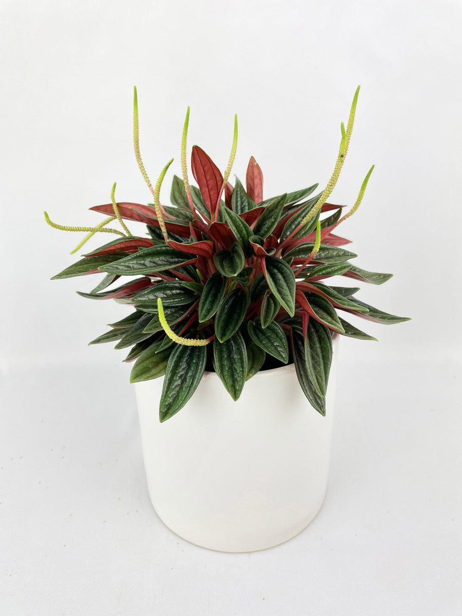 Peperomia Rosso - Bumble Plants