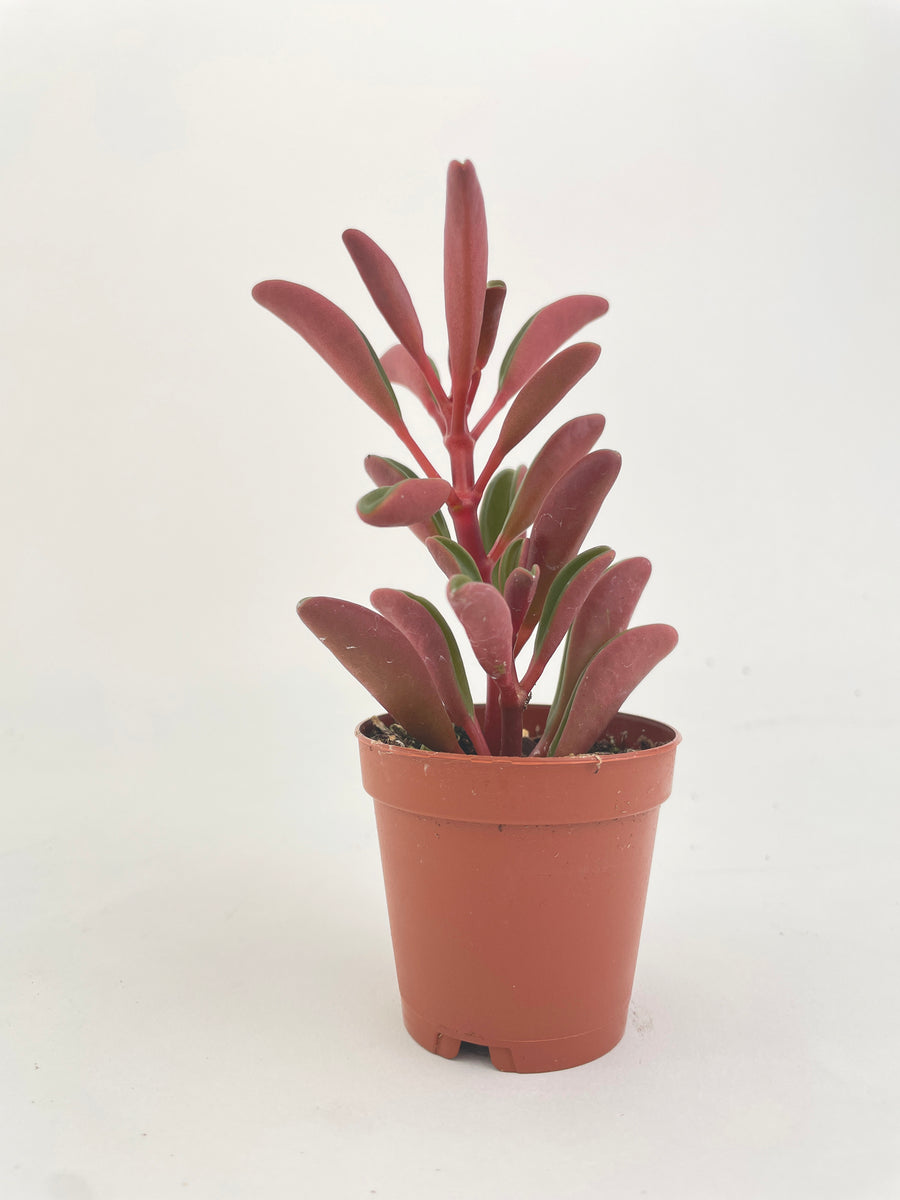 Peperomia Graveolens Ruby Glow Succulent - Bumble Plants