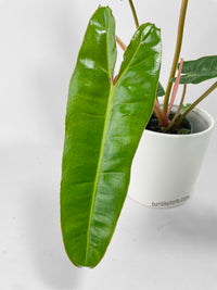 Philodendron Billietiae - Bumble Plants