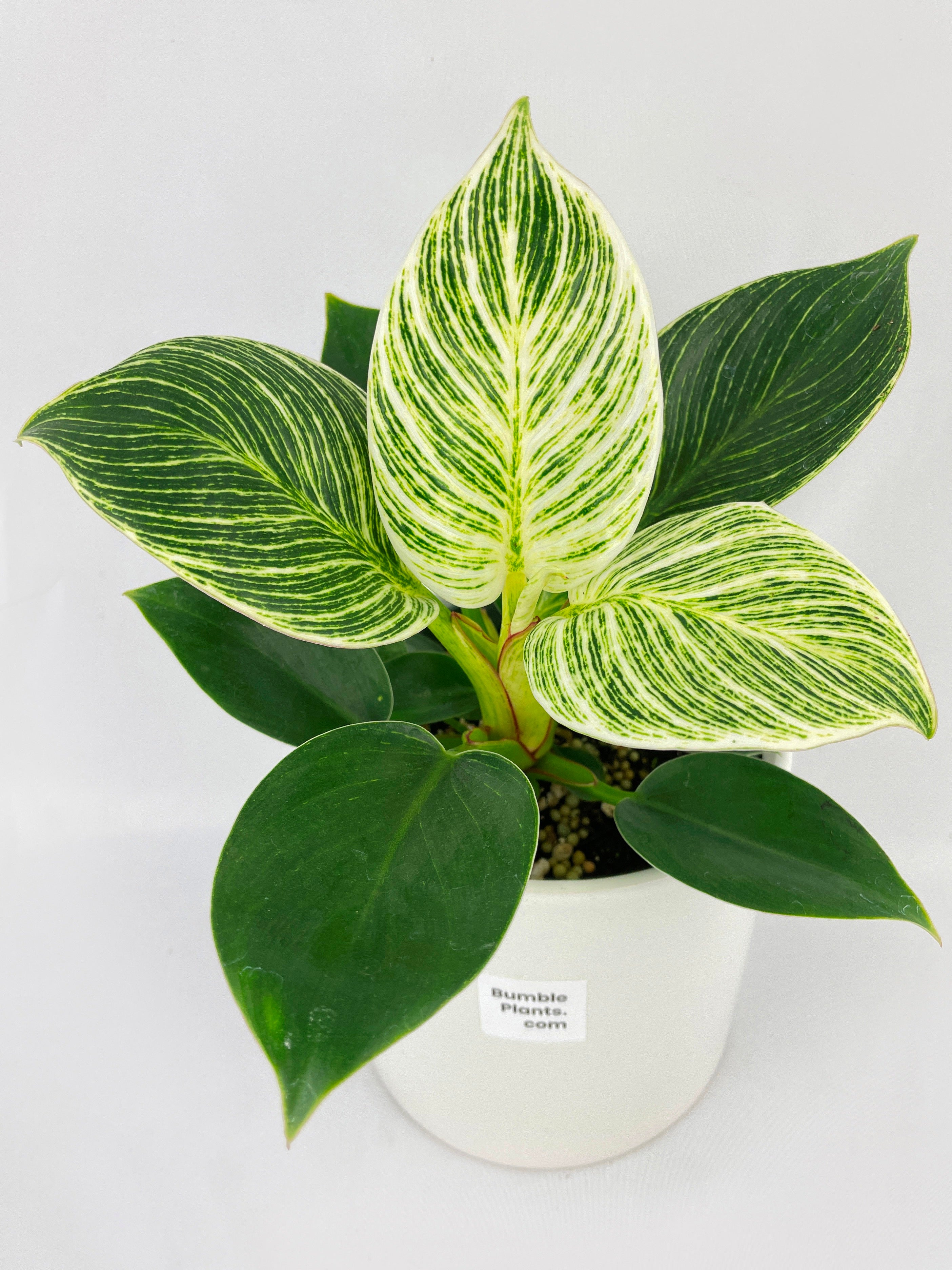 Philodendron Birkin Variegata - Bumble Plants