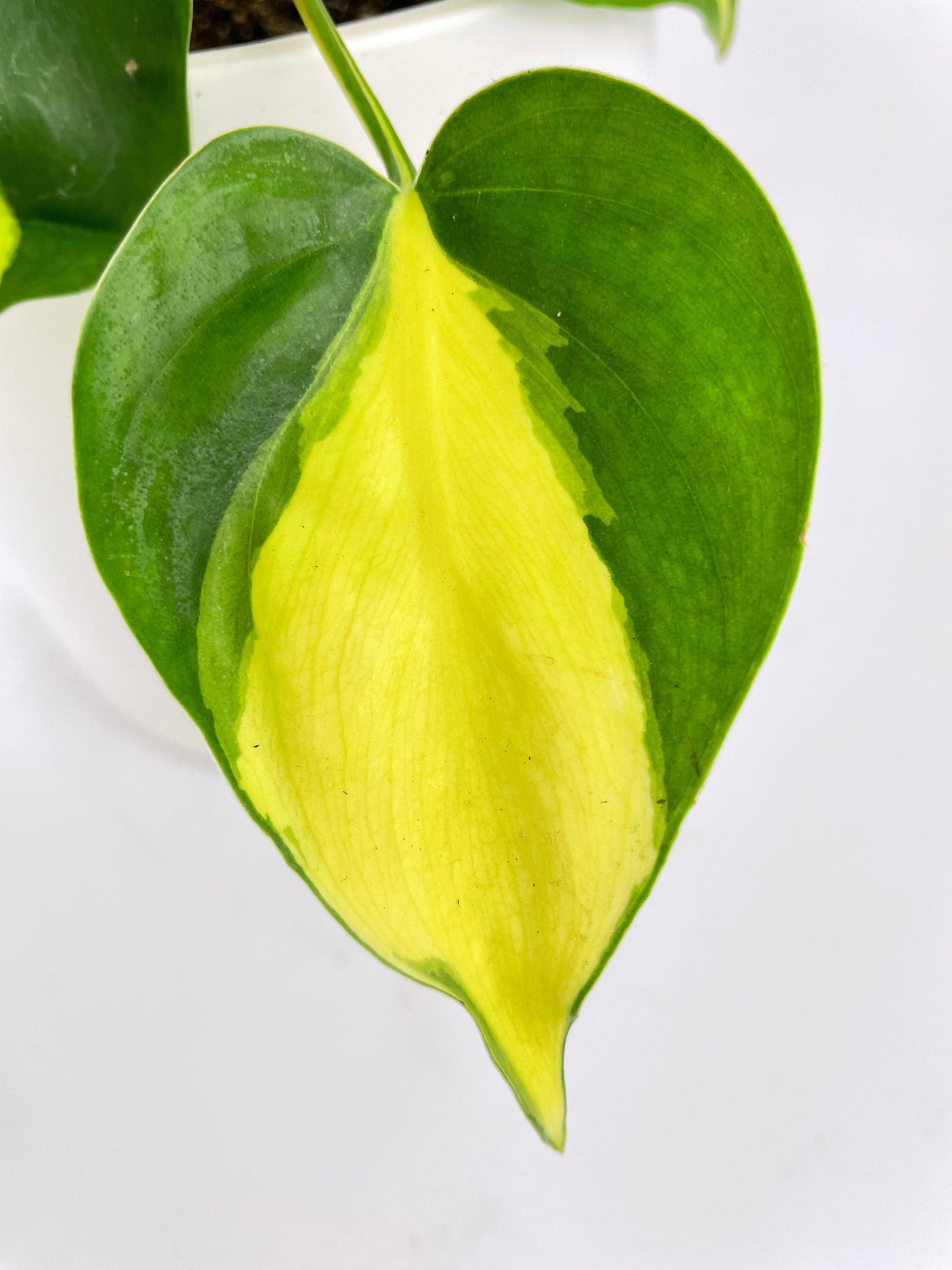 Philodendron Hederaceum Brasil - Bumble Plants