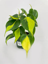 Philodendron Hederaceum Brasil - Bumble Plants