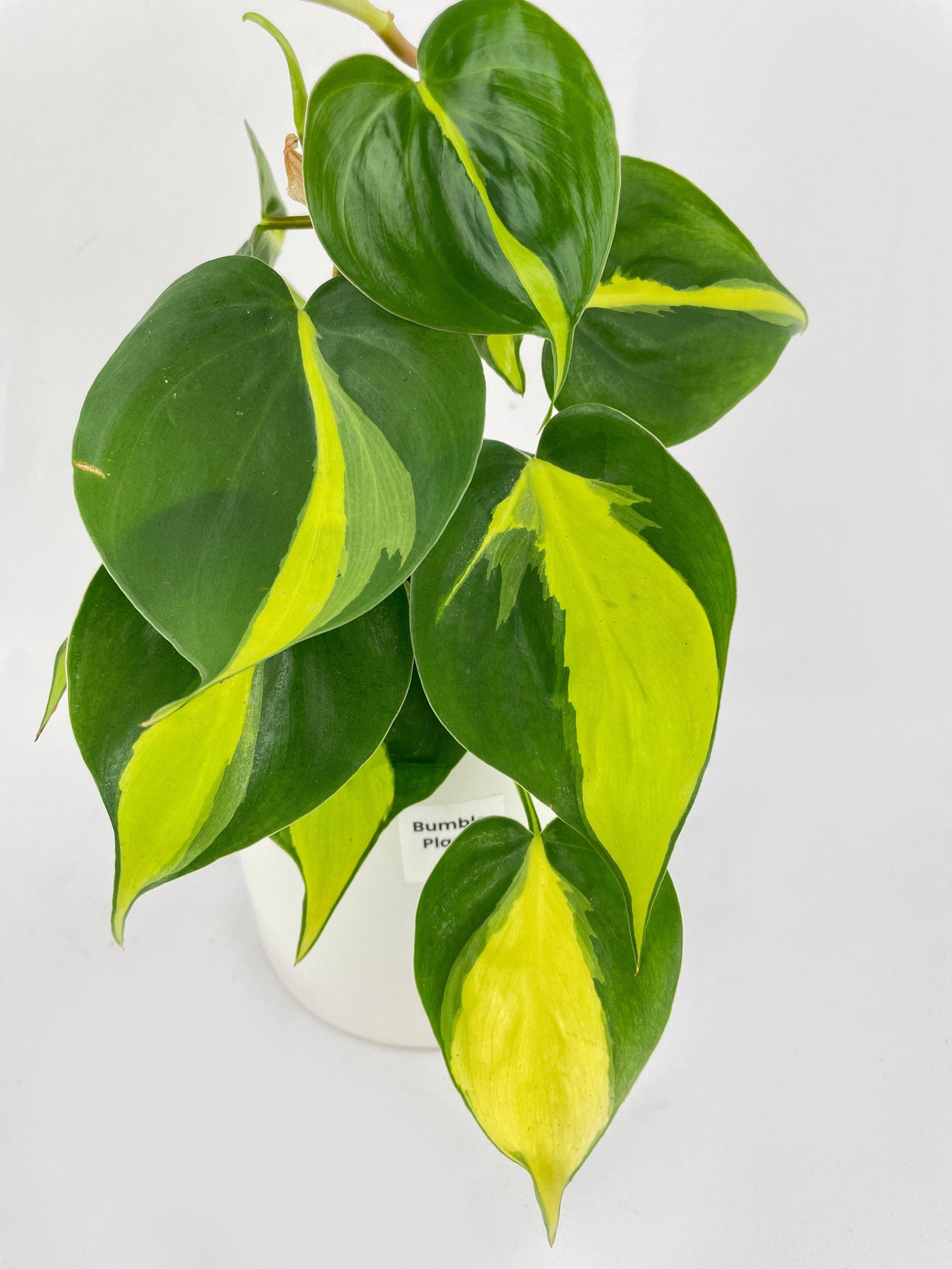 Philodendron Hederaceum Brasil - Bumble Plants