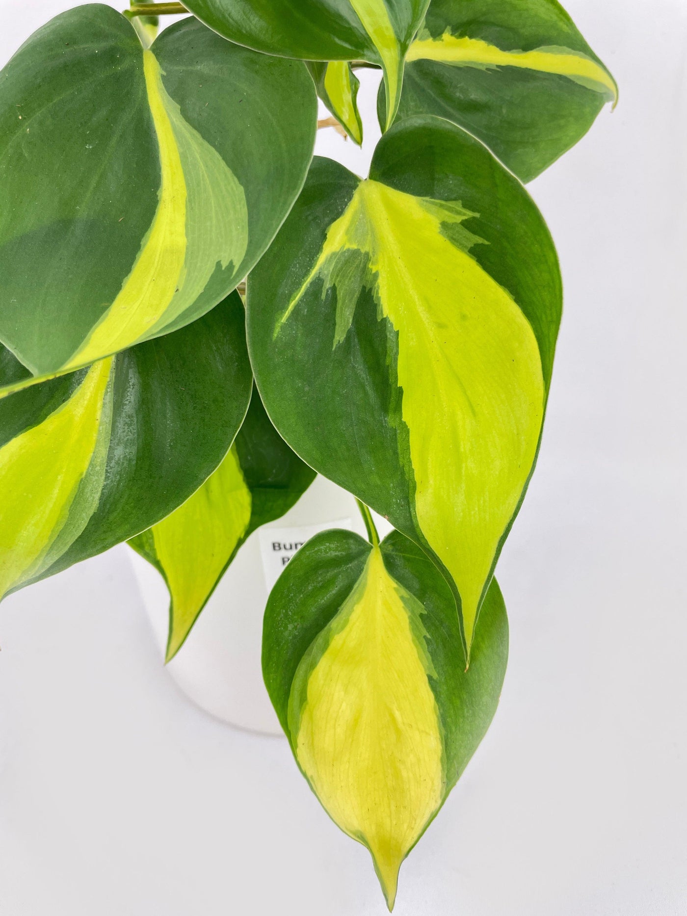 Philodendron Hederaceum Brasil - Bumble Plants