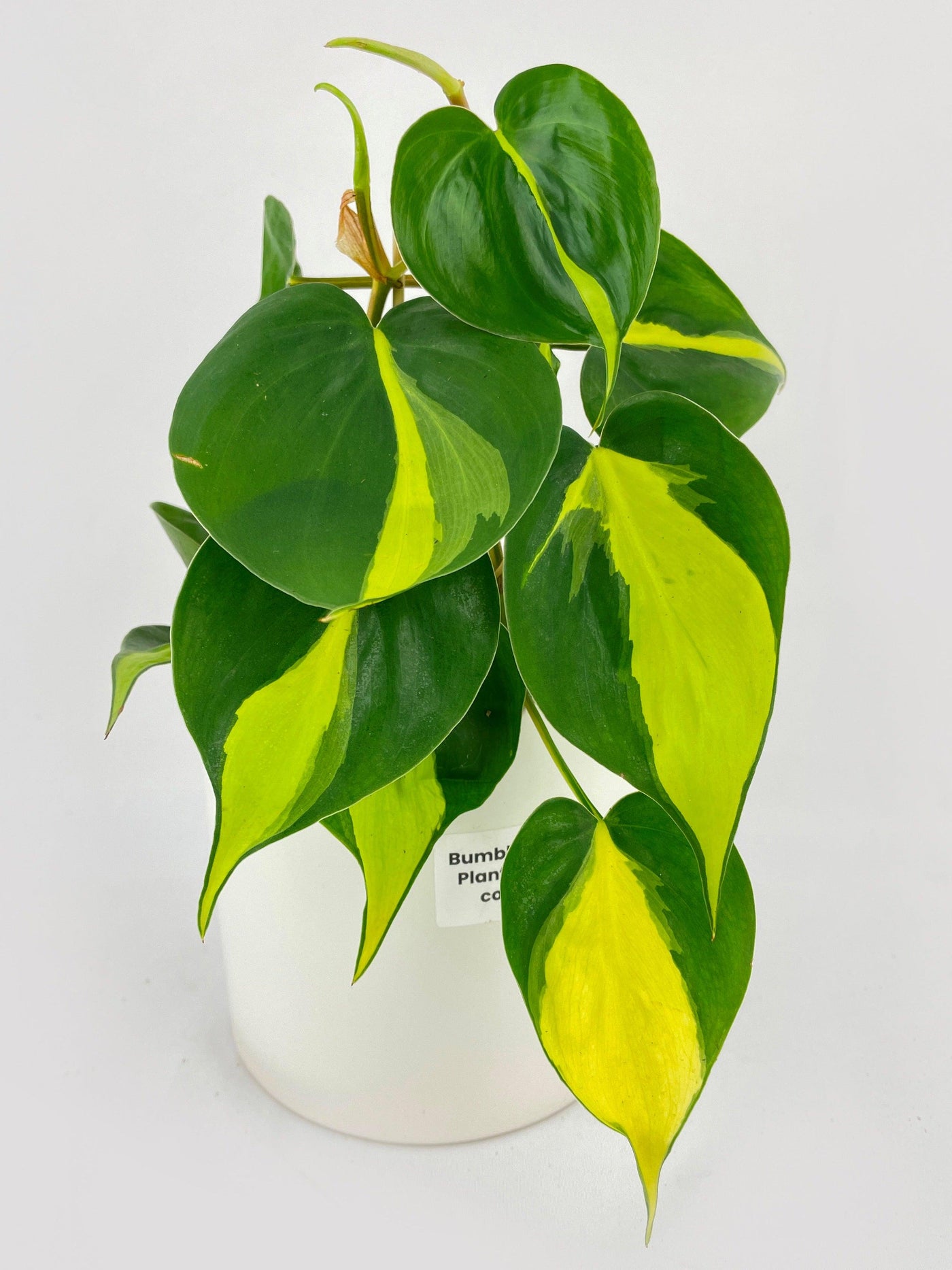 Philodendron Hederaceum Brasil - Bumble Plants