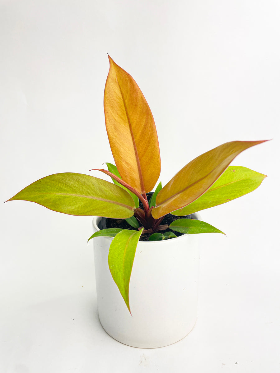 Philodendron Prince of Orange - Bumble Plants