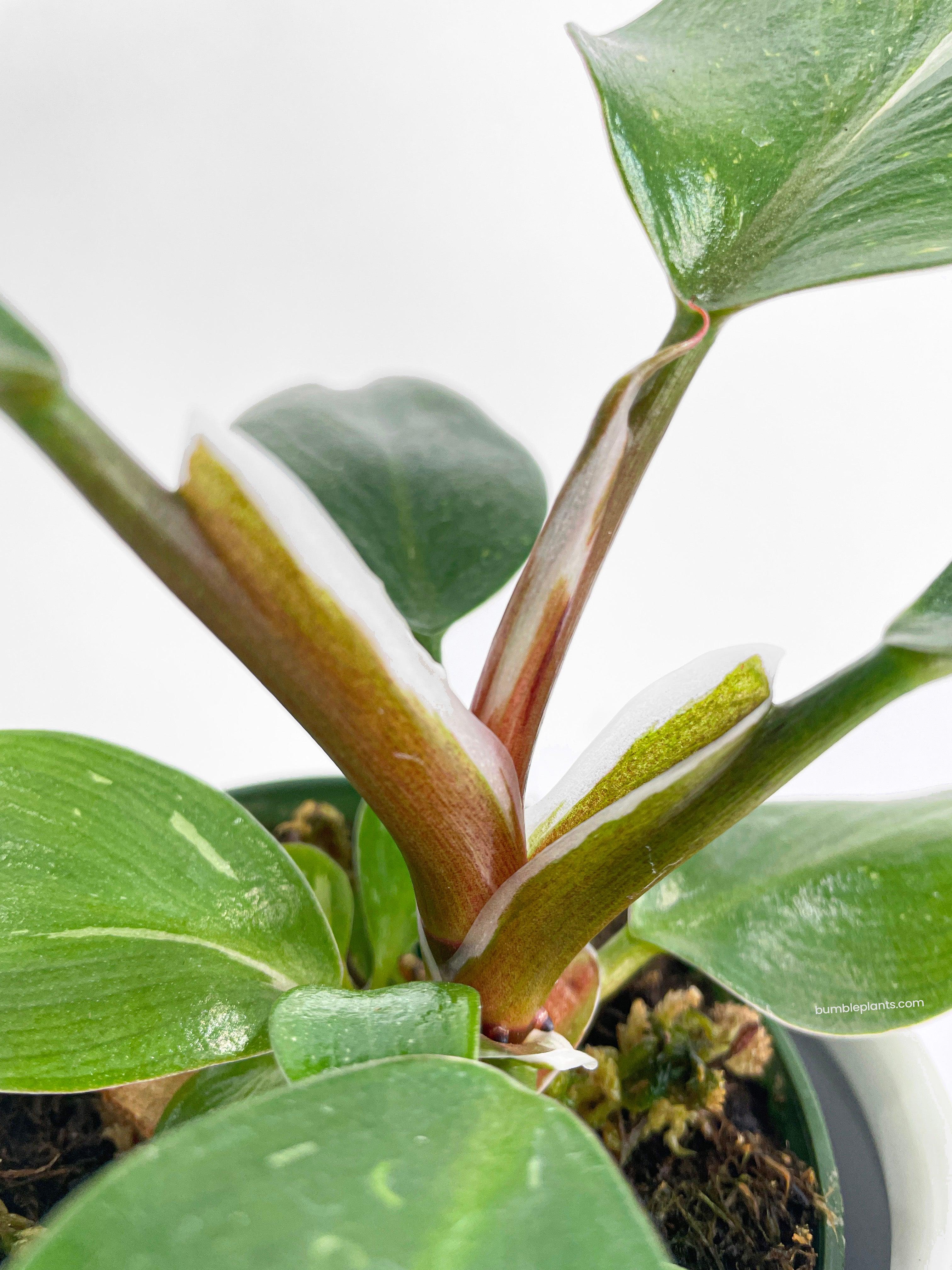 Philodendron White Princess - Bumble Plants