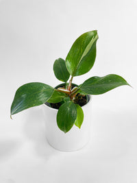 Philodendron White Princess - Bumble Plants