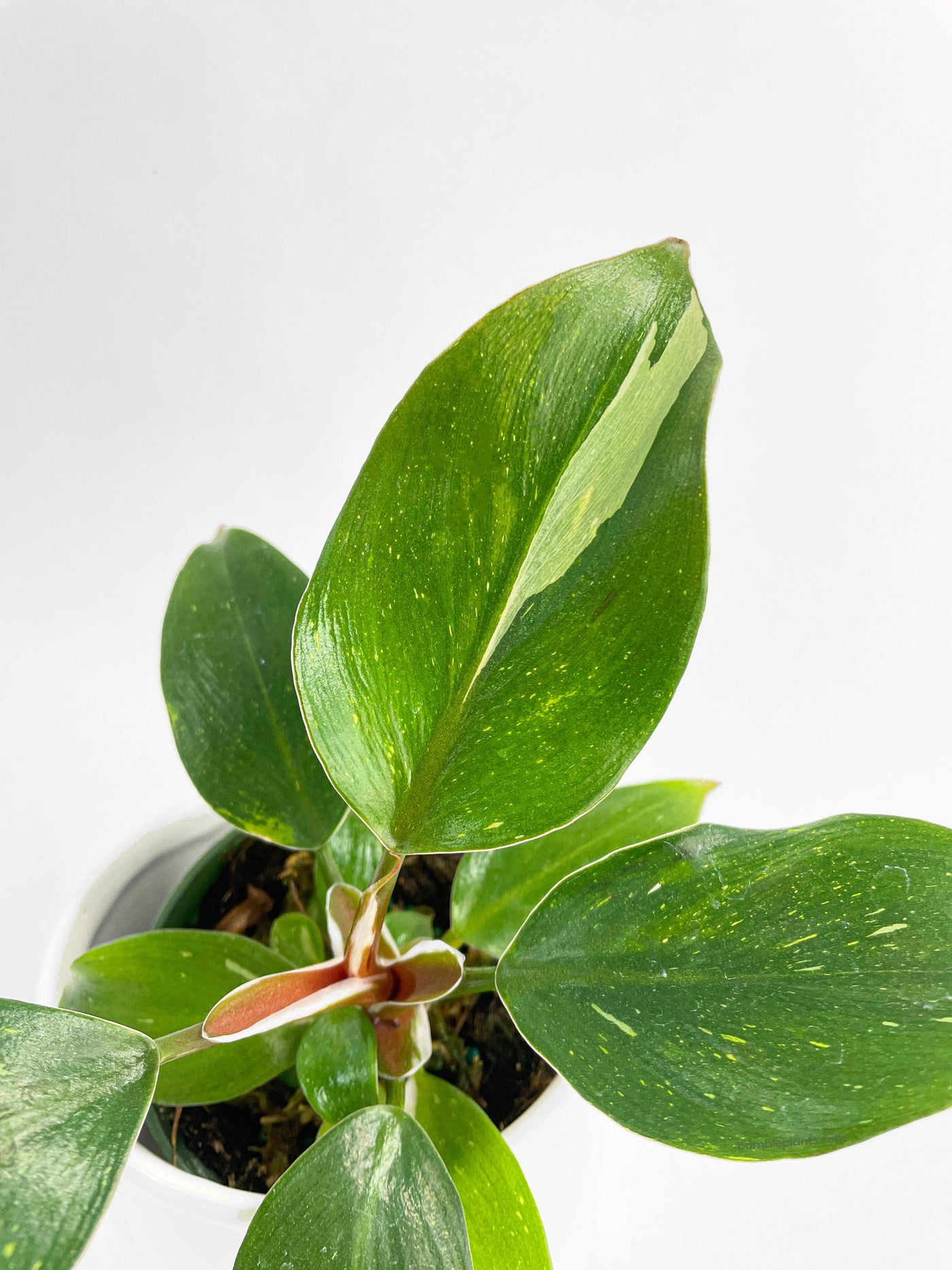 Philodendron White Princess - Bumble Plants