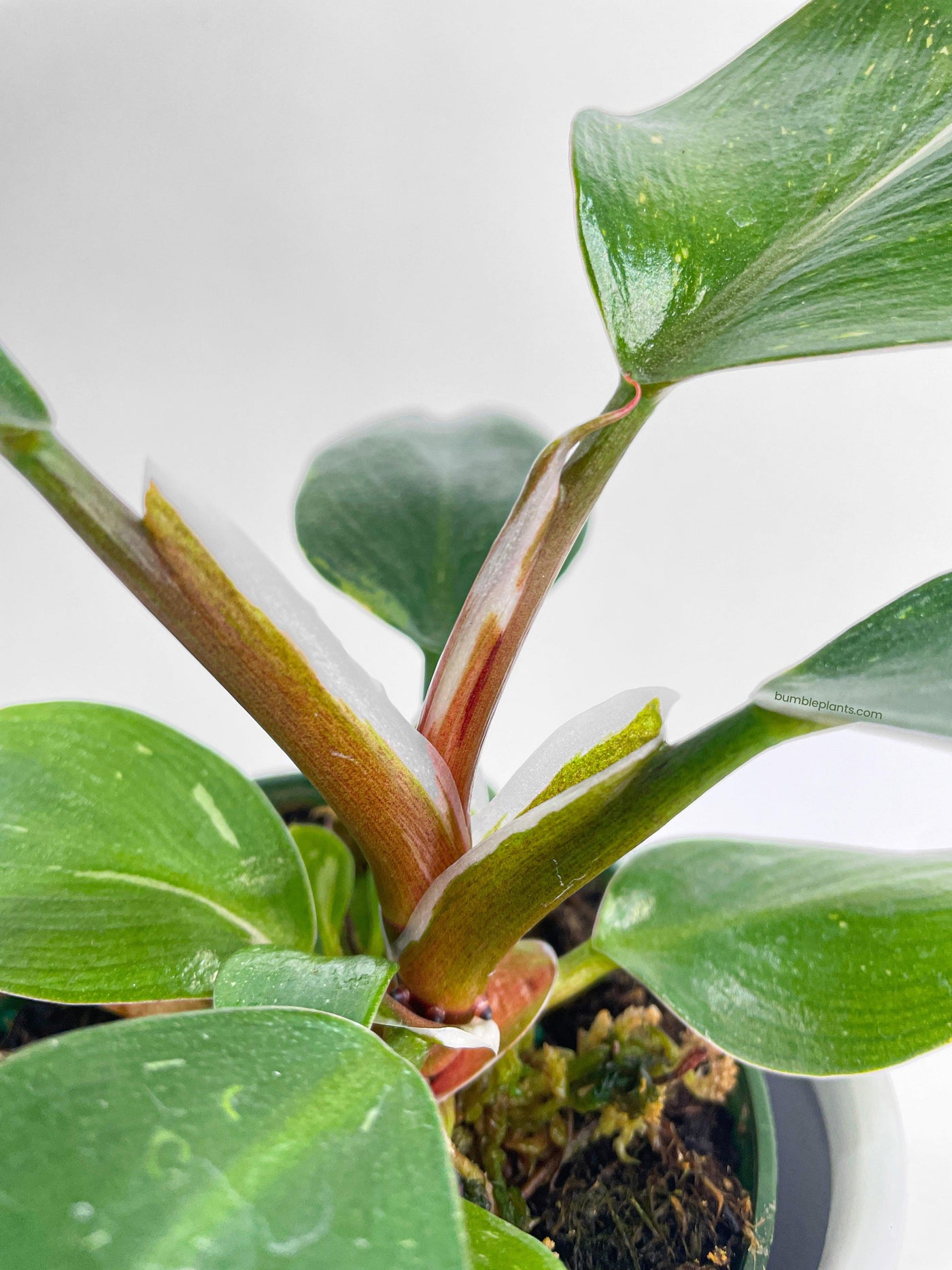 Philodendron White Princess - Bumble Plants