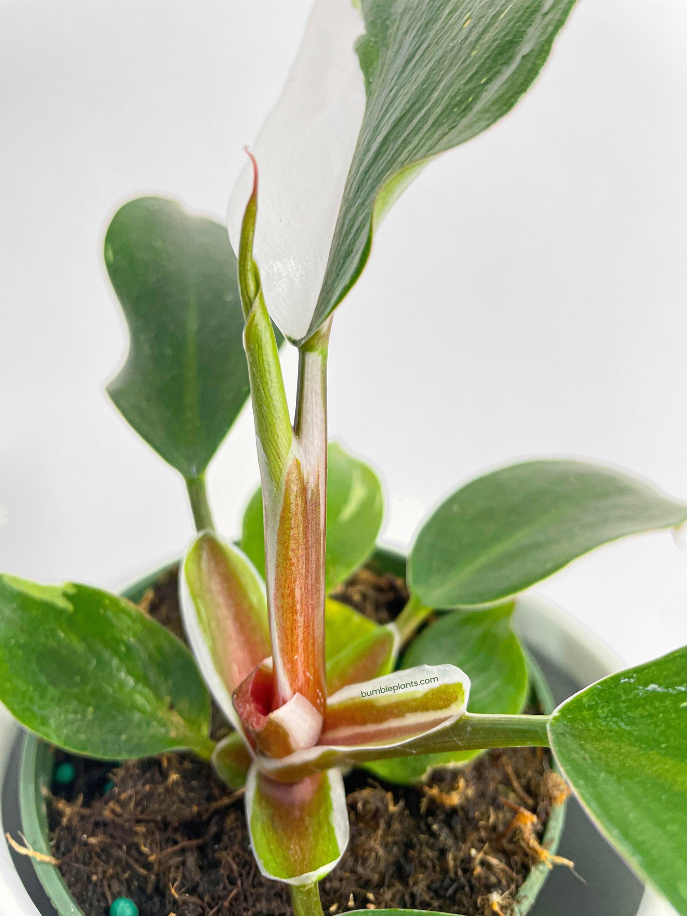 Philodendron White Princess - Bumble Plants