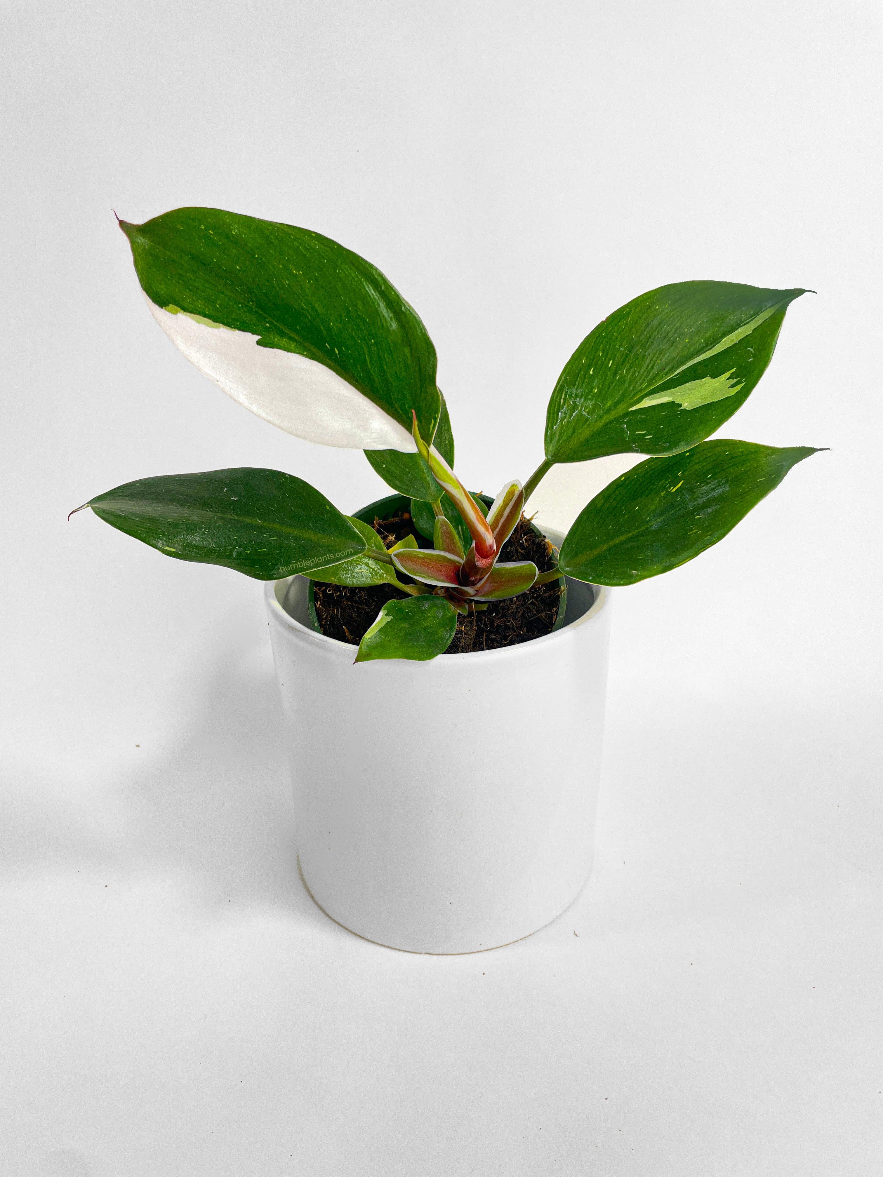 Philodendron White Princess - Bumble Plants