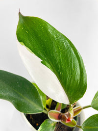 Philodendron White Princess - Bumble Plants