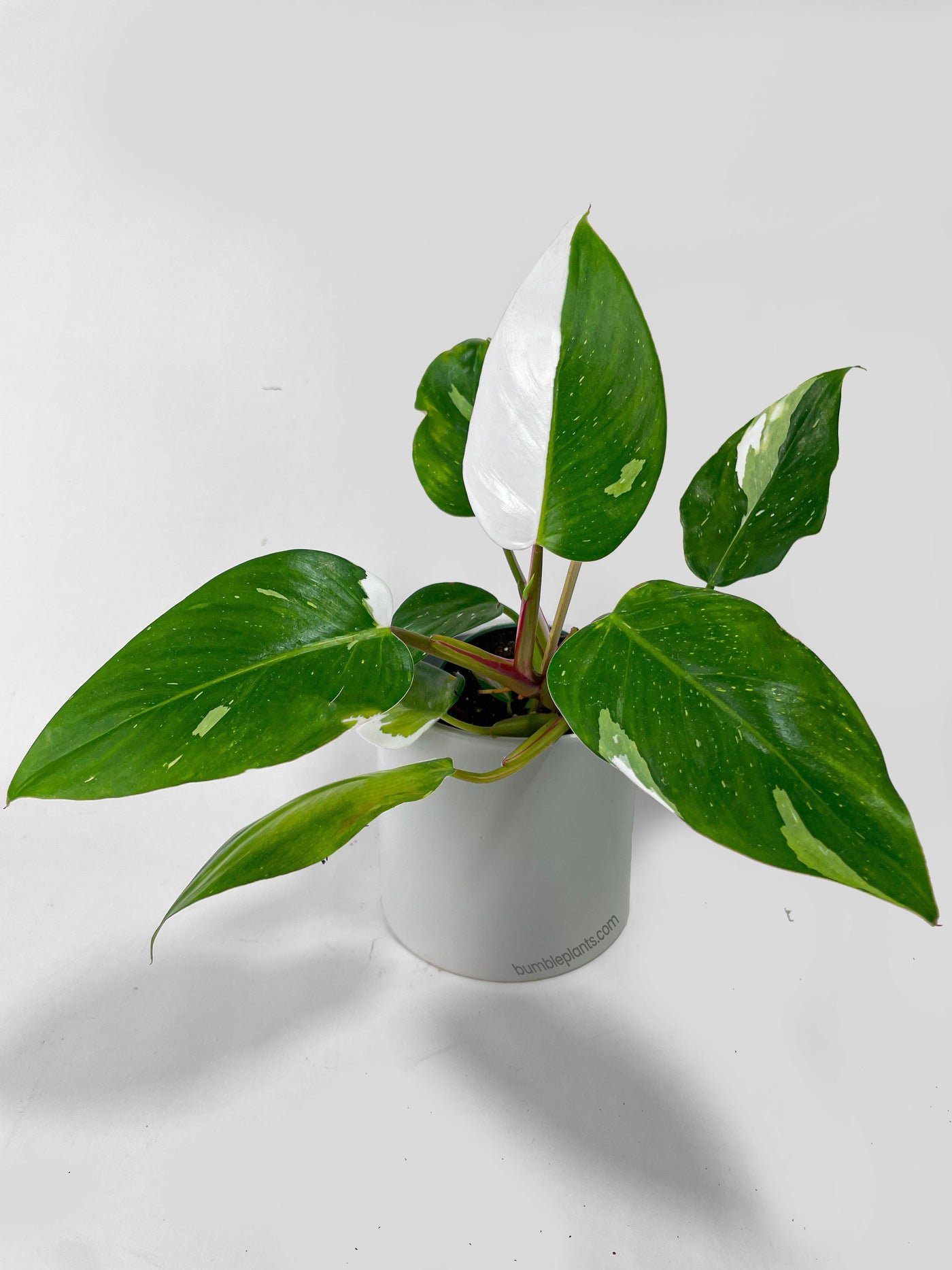 Philodendron White Princess - Bumble Plants