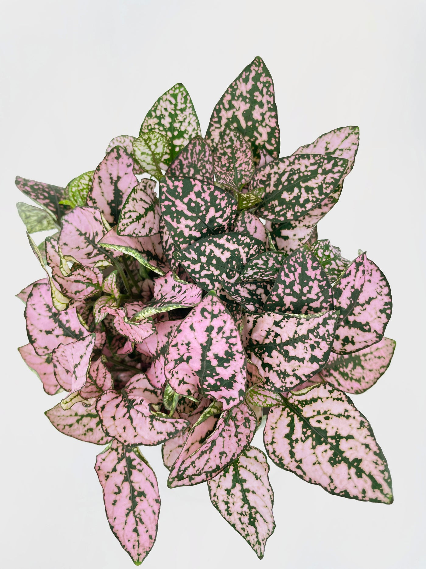 Pink Polka Dot Plant (Hypoestes Phyllostachya) - Bumble Plants