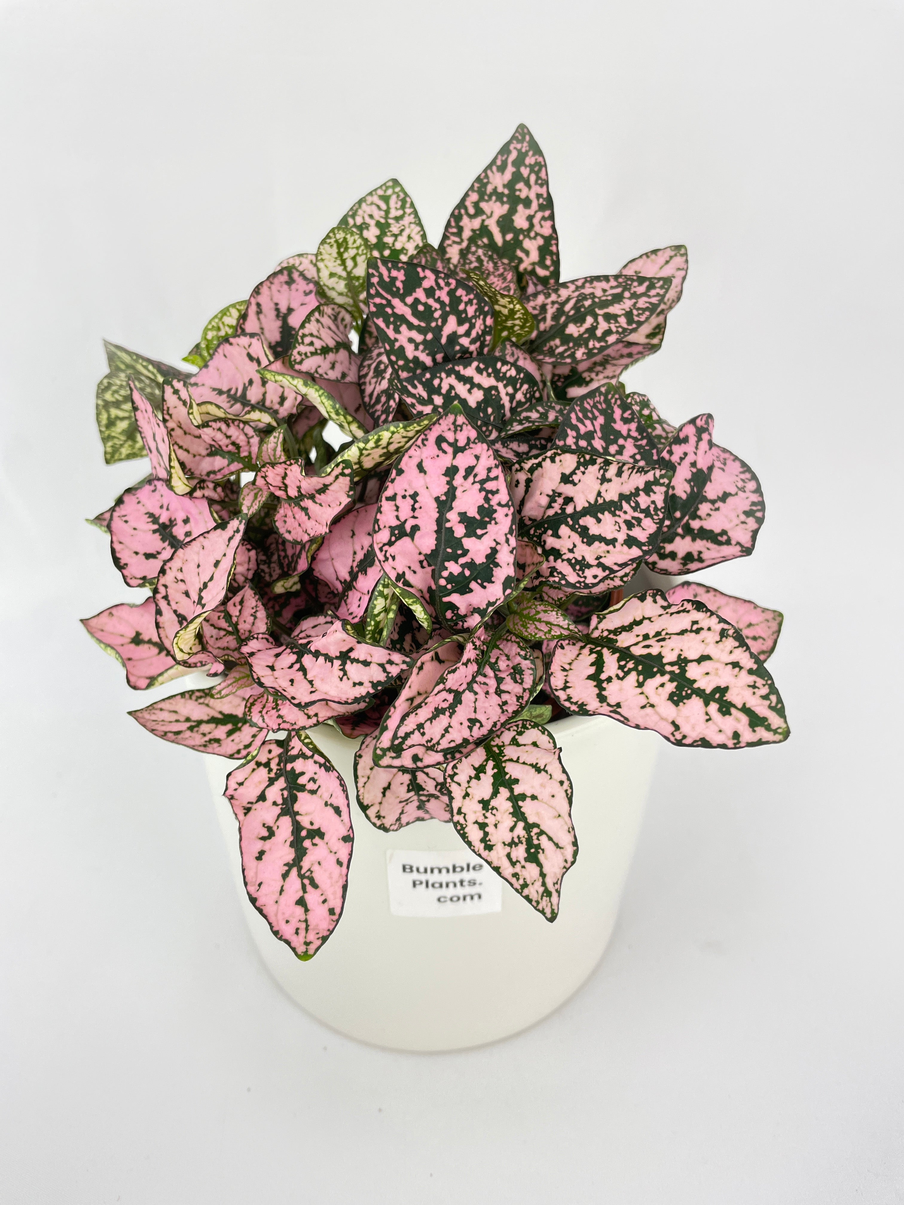 Pink Polka Dot Plant (Hypoestes Phyllostachya) - Bumble Plants