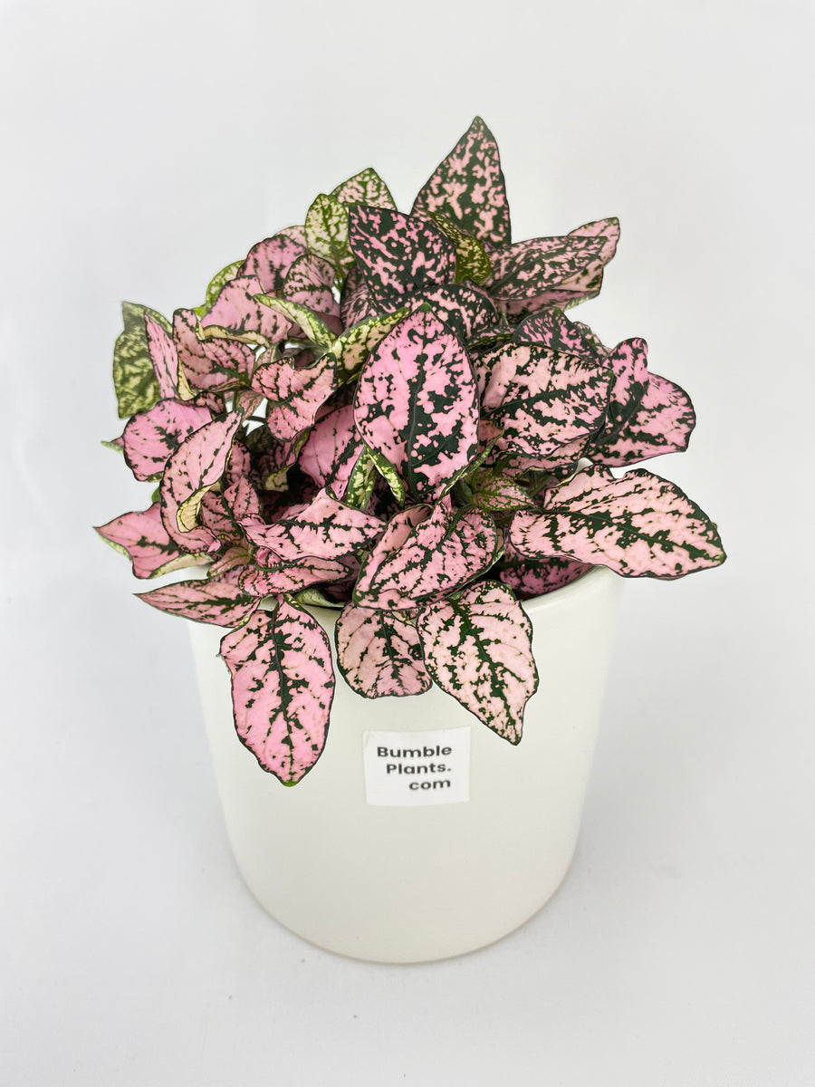 Pink Polka Dot Plant (Hypoestes Phyllostachya) – Bumble Plants