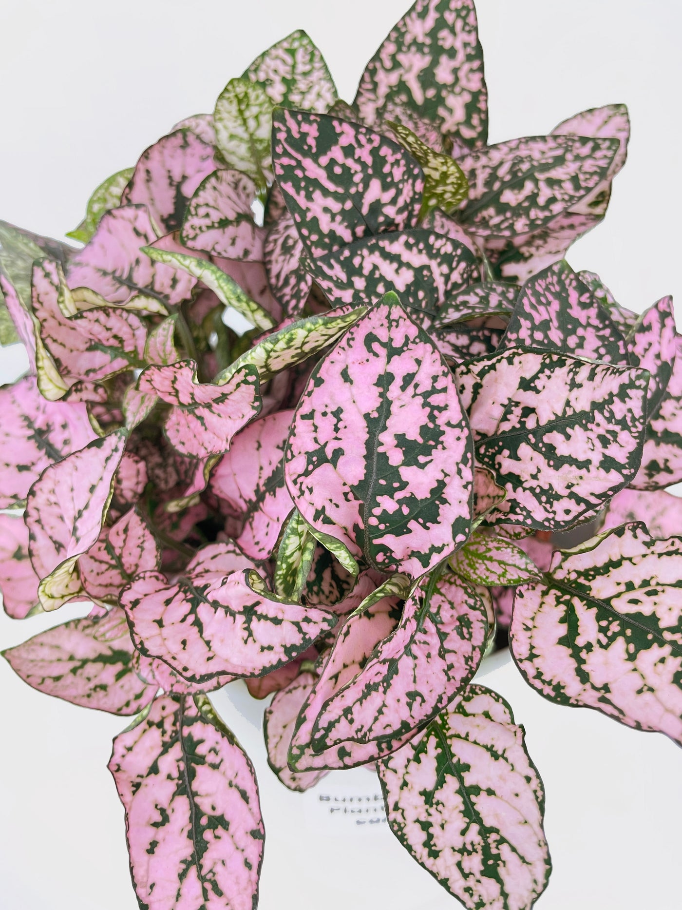 Pink Polka Dot Plant (Hypoestes Phyllostachya) - Bumble Plants