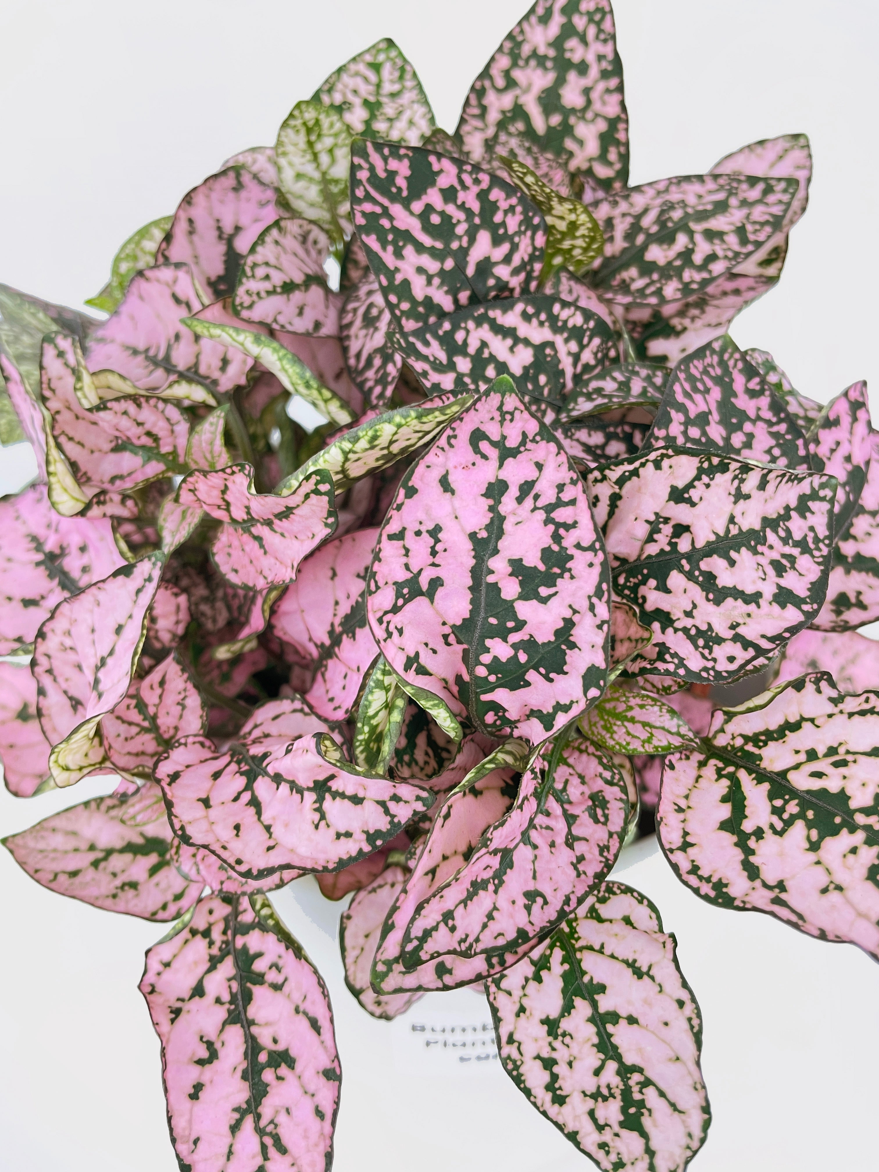 Pink Polka Dot Plant (Hypoestes Phyllostachya) - Bumble Plants