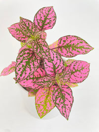 Pink Polka Dot Plant (Hypoestes Phyllostachya) - Bumble Plants