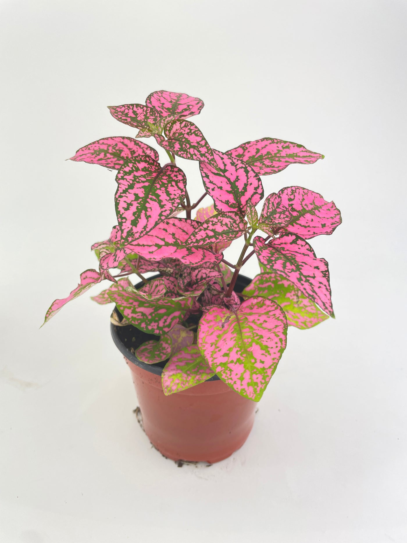 Pink Polka Dot Plant (Hypoestes Phyllostachya) - Bumble Plants