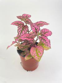 Pink Polka Dot Plant (Hypoestes Phyllostachya) - Bumble Plants