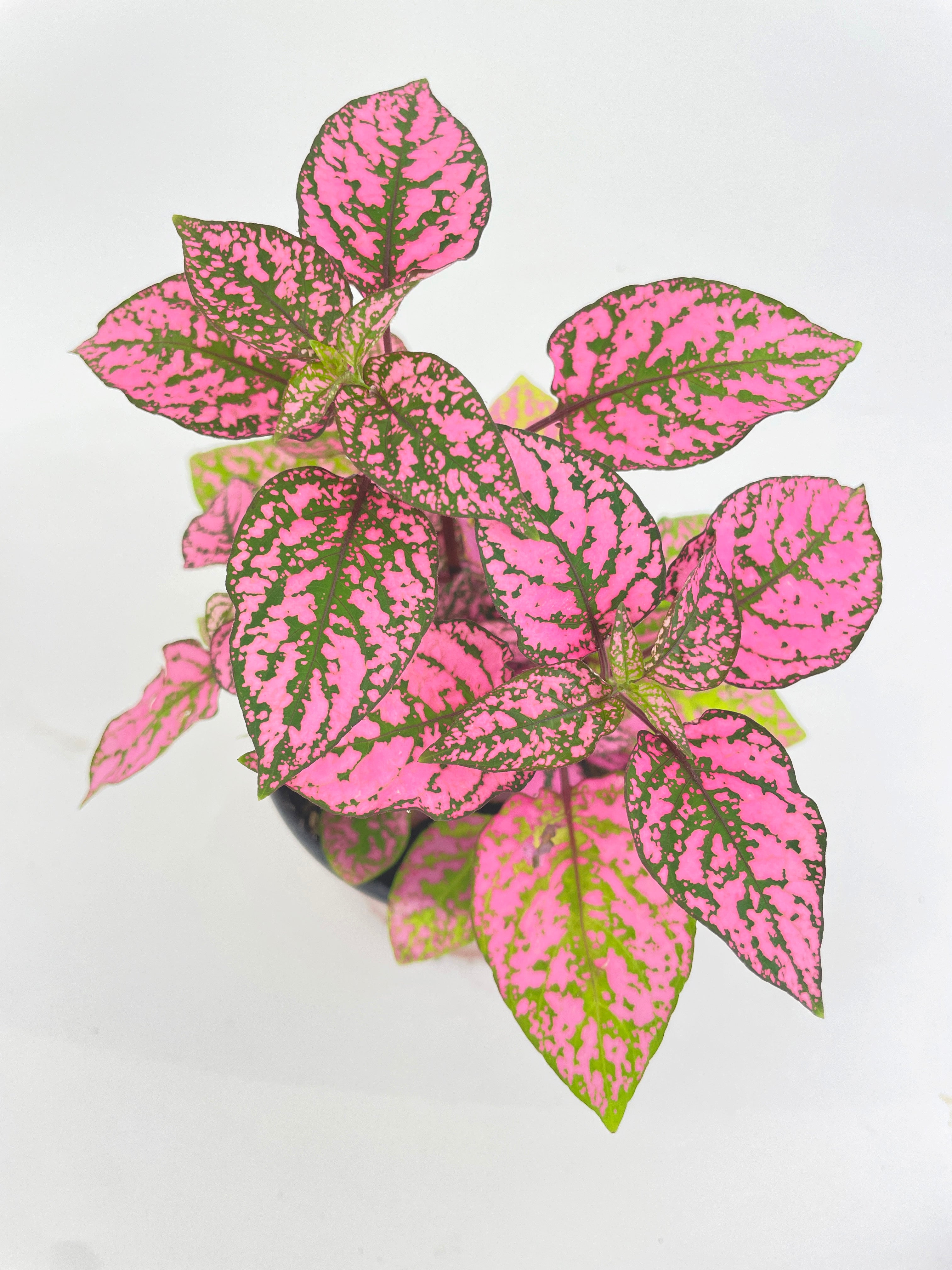 Pink Polka Dot Plant (Hypoestes Phyllostachya) - Bumble Plants