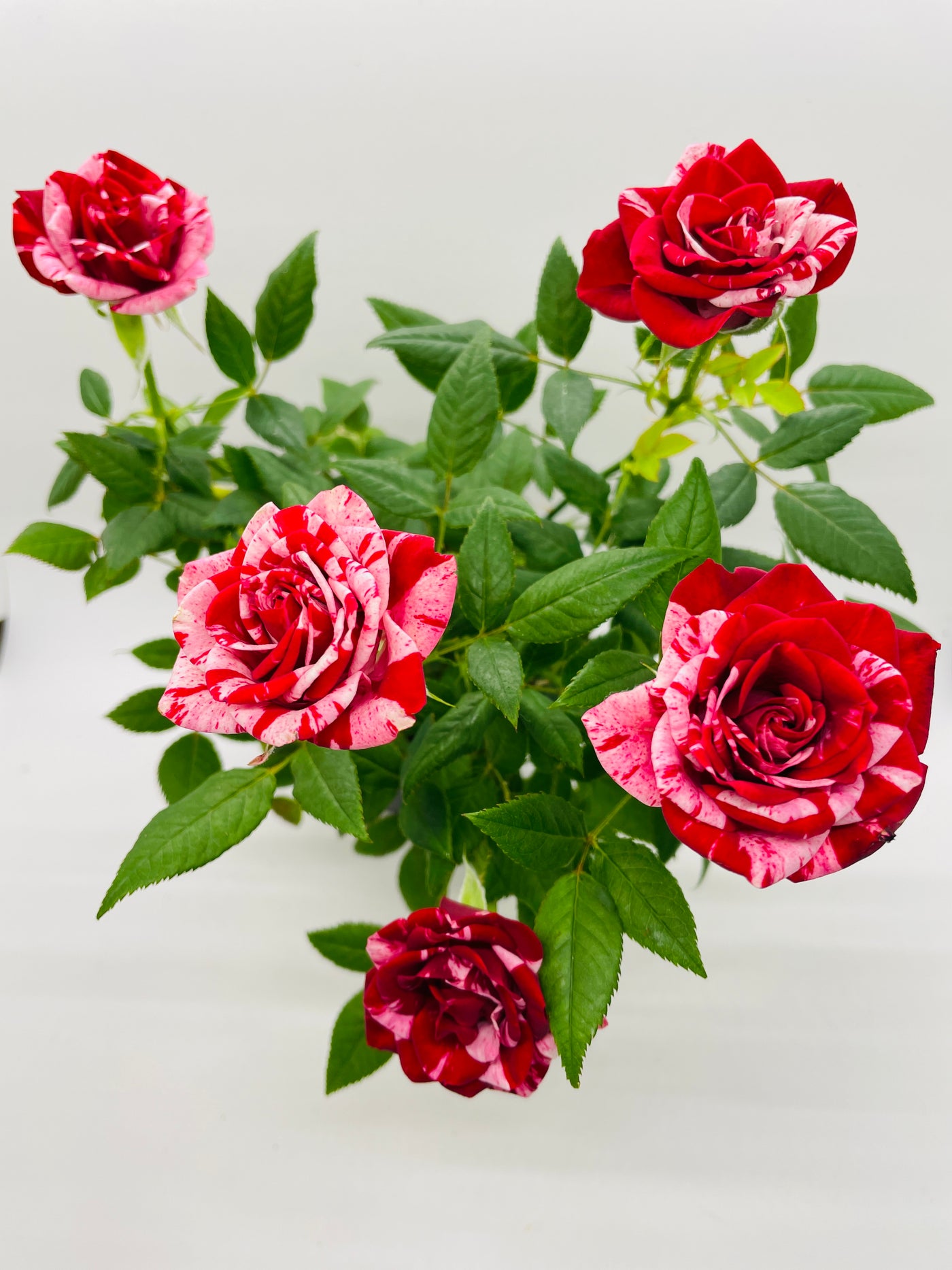 Miniature Tea Rose Flowering Plant - Bumble Plants