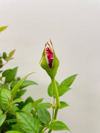 Miniature Tea Rose Flowering Plant - Bumble Plants