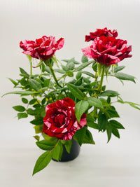 Miniature Tea Rose Flowering Plant - Bumble Plants