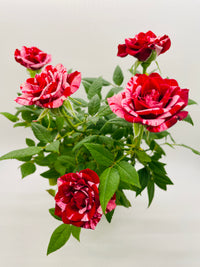 Miniature Tea Rose Flowering Plant - Bumble Plants