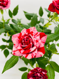 Miniature Tea Rose Flowering Plant - Bumble Plants